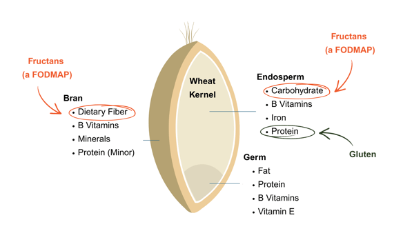Anatomy of a Wheat Kernel (3) 2